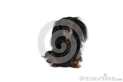 Portrait of a black and tan dachshund dog sitting isolated on a white background Stock Photo