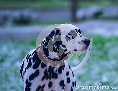 Portrait of black and white dalmatian dog Stock Photo