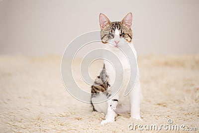 Portrait of a blind white and brown tabby cat sitting on a beige fleecy rug. Cute and affectionate rescued kitty, lost its eyes Stock Photo