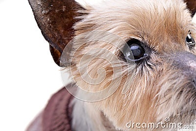 Portrait of a blind Yorkshire terrier Stock Photo