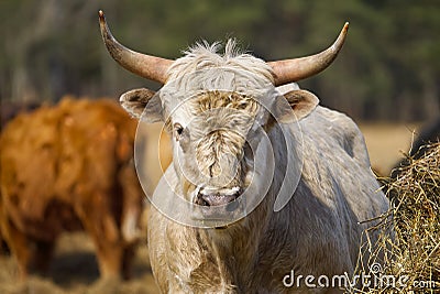 Portrait of Blonde Aquitaine breed cow in the meadow autumn field. Free grazing Stock Photo