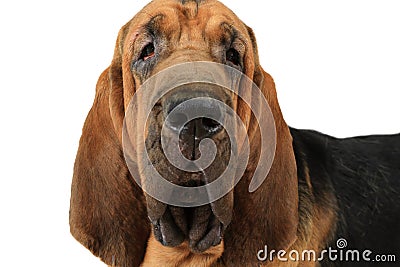 Portrait of Bloodhound dog Stock Photo