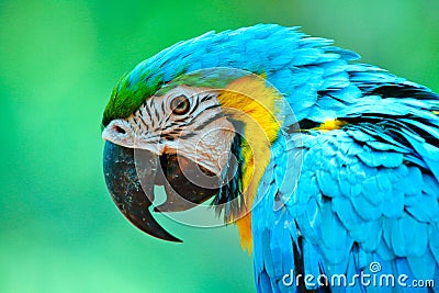 Portrait of Blue Golden Parakeet (Ara ararauna) Stock Photo