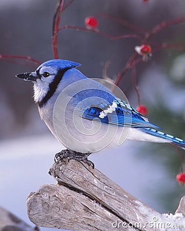 A portrait of a Blue Jay at rest. Stock Photo