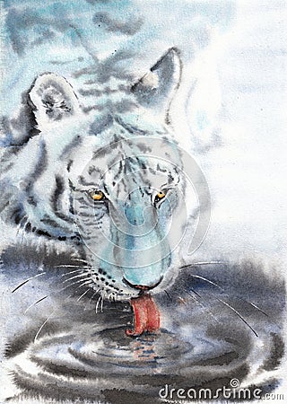 Portrait of blue tiger drinking water closeup, light background Stock Photo