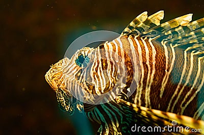 Portrait of a blue winged wing with a dense striped pattern Stock Photo