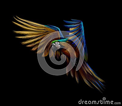 Portrait blue-and-yellow macaw in flight on a black background. Ara parrot, Tropical parrot Vector Illustration