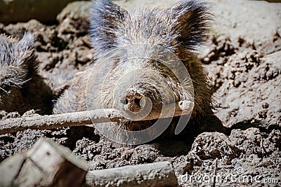 Portrait of a boar in a game park Stock Photo