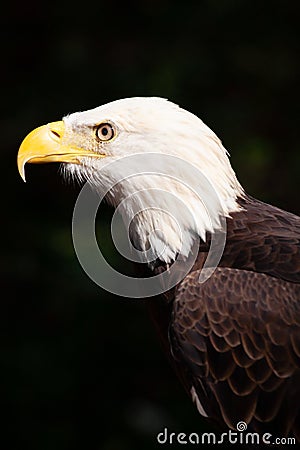 Portrait of Bold Eagle Haliaeetus leucocephalus symbol of American pride Stock Photo