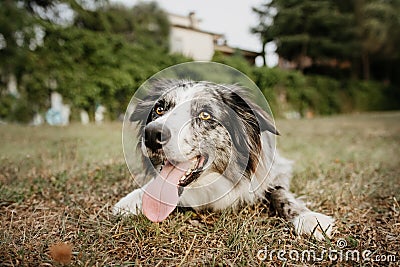 Portrait border collie training and thristy on dry grass. Summer season Stock Photo