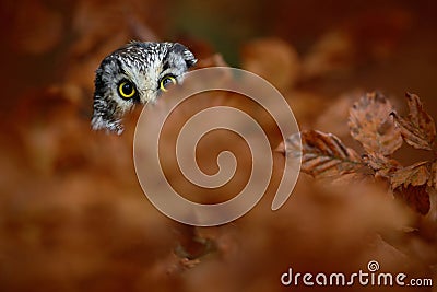 Portrait of Boreal Owl with yellow eyes in orange oak tree during autumn Stock Photo