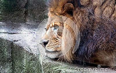 Portrait of a bored lion Stock Photo