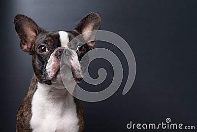 Portrait boston terrier pure breed dark background closeup copyspace Stock Photo