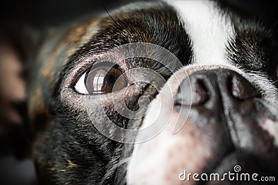 Portrait boston terrier pure breed soft dark background closeup Stock Photo