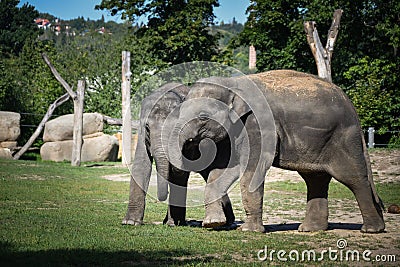 Portrait of boy indian elephant in zoo. Stock Photo
