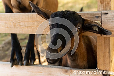 Portrait of the breed Alpine domestic goat. Stock Photo