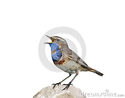Portrait of a bright bird, the Bluethroat is on the rock and sin Stock Photo