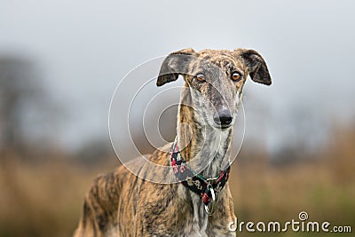 Portrait of a brindle Galgo Espanol Stock Photo