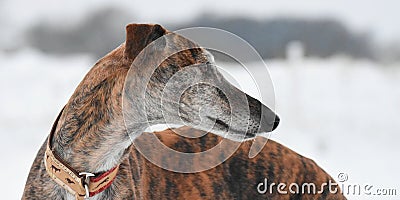Portrait of a brindle Galgo in Winter Stock Photo