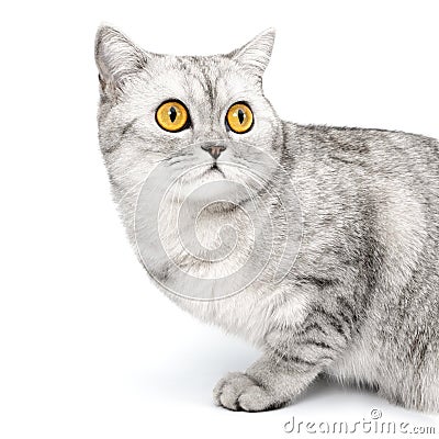 Portrait British cat with orange eyes, isolated on white background. Stock Photo