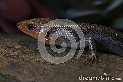 Portrait of a Broad Headed Skink in the wild. Stock Photo