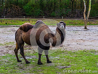 Portrait of a brown bactrian camel in a pasture, domesticated animal from Asia Stock Photo
