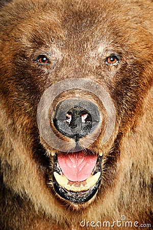 Portrait of a brown bear Stock Photo