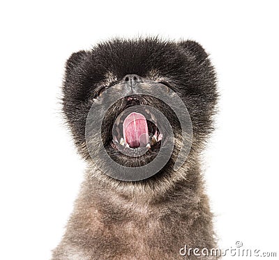 Portrait of a Brown and Black Spitz yawning, isolated Stock Photo