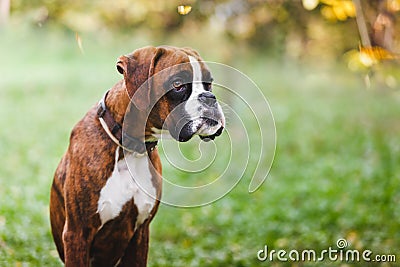 Portrait of brown boxer puppy sitting on grass Stock Photo