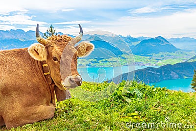 Cow Portrait with horns in Mount Rigi Stock Photo