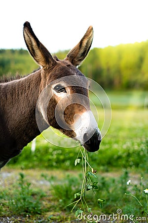 Portrait of a brown donkey outside in the field Stock Photo