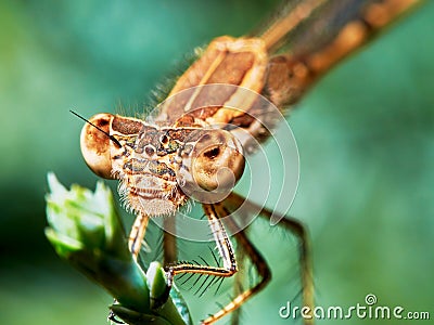 Portrait of a brown dragonfly arrow Stock Photo