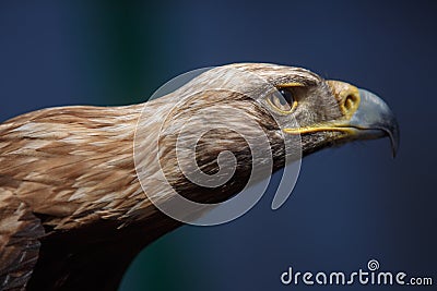 Portrait of brown head golden eagle Stock Photo