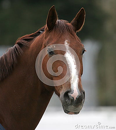 Portrait of brown horse Stock Photo