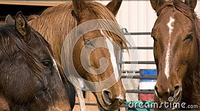 Portrait of brown horses Stock Photo