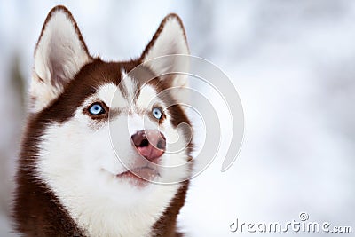 Portrait of brown husky dog Stock Photo