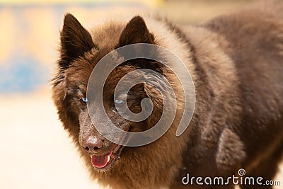 Portrait of a brown Pomsky with blue eyes playing outdoors Stock Photo