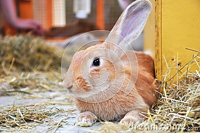 Portrait of a Brown Rabbit Stock Photo