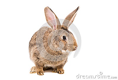Portrait of a brown rabbit Stock Photo