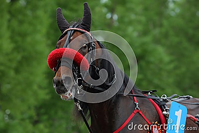 Portrait of a brown race trotter horse Stock Photo