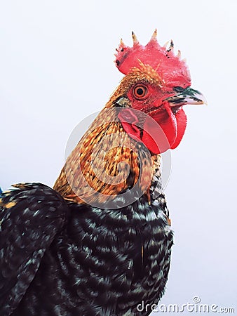 Portrait of a brown rooster, isolated on a white background. Stock Photo