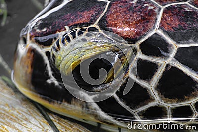 Portrait of brown sea turtle head swimming in te water pond in Bali, Indonesia Stock Photo