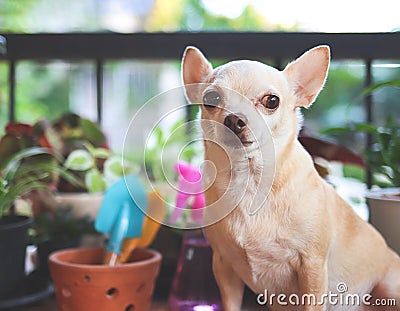 Brown short hair Chihuahua dog sitting on wooden table with houseplants in plant pots and gardening tools in morning sunlight, Stock Photo