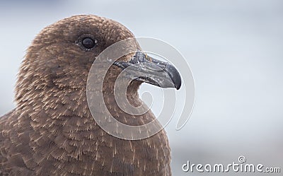 Portrait of brown skua, Stercorarius antarcticus , also known as the Antarctic skua in Petermann Island of the northwest Stock Photo