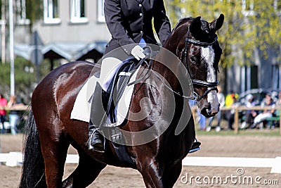 Portrait of brown sport horse during show Stock Photo