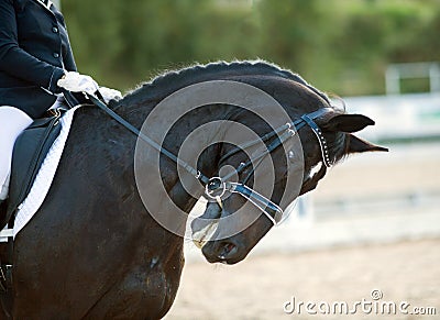 Portrait of brown sports horse with a bridle and rider hand in a white glove holding a leash Stock Photo