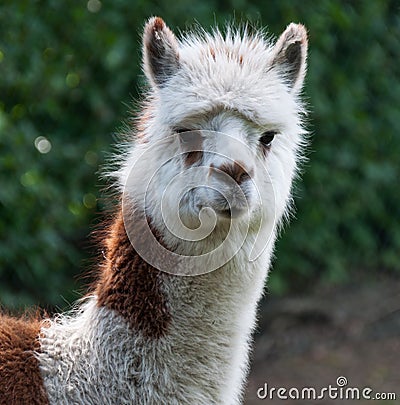 Portrait of brown and white Llama Stock Photo