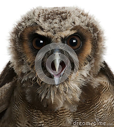 Portrait of Brown Wood Owl, Strix leptogrammica Stock Photo