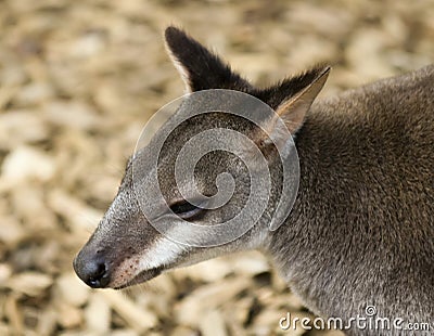 A Portrait of a Browns Pademelon, West Papua, Indonesia, and Papua New Guinea Stock Photo