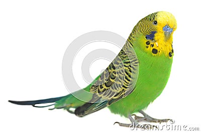 Portrait of budgerigar Stock Photo